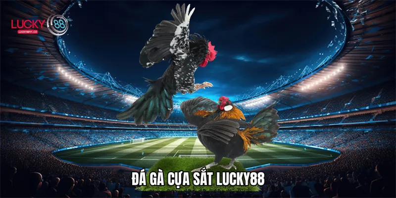 Đá gà cựa sắt