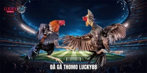 Đá gà Thomo