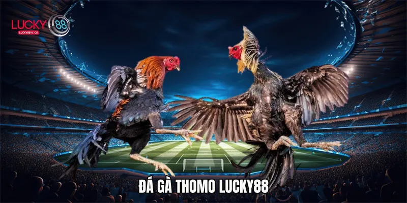 Đá gà Thomo