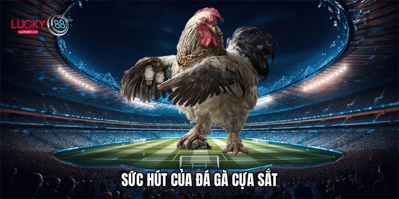 Sức hút của đá gà cựa sắt